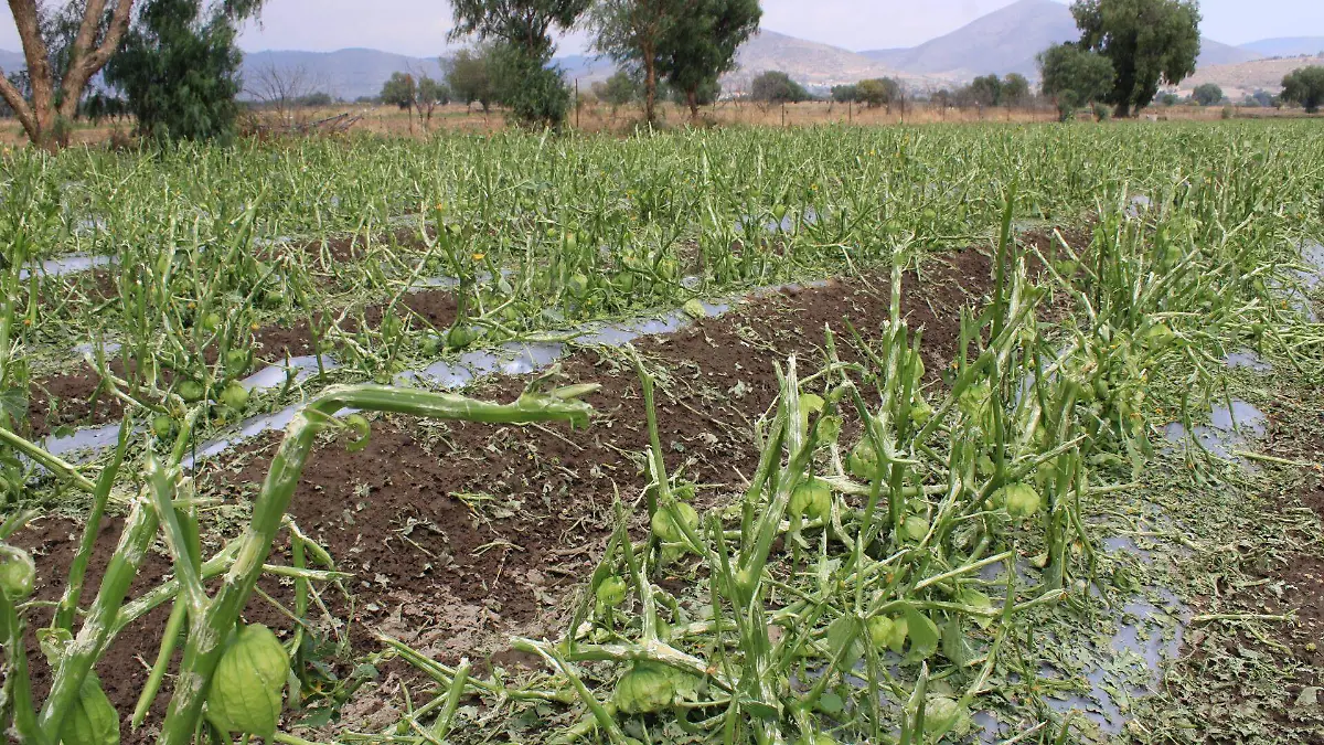 Indemnizarán a productores afectados por granizada